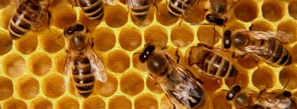 fondo-abellas